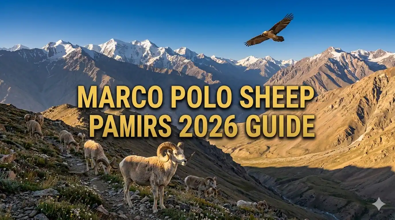 Best Spots for Seeing Marco Polo Sheep in the Pamirs 2026 Season Guide